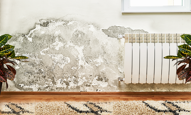 Damp Proofing Swansea
