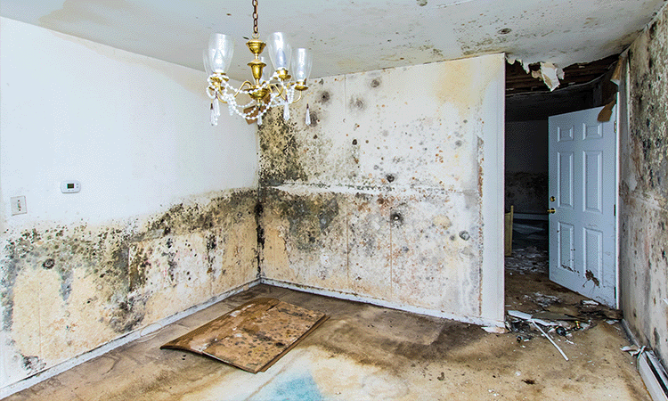 Wet Rot 