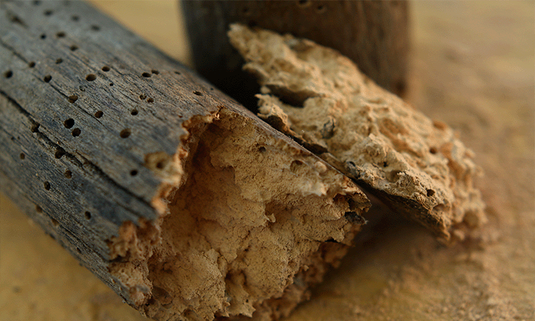 Woodworm Control Swansea